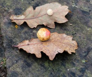 Nov 20 Hurup med galler af stor galæblehveps og Dannebrogs galhveps