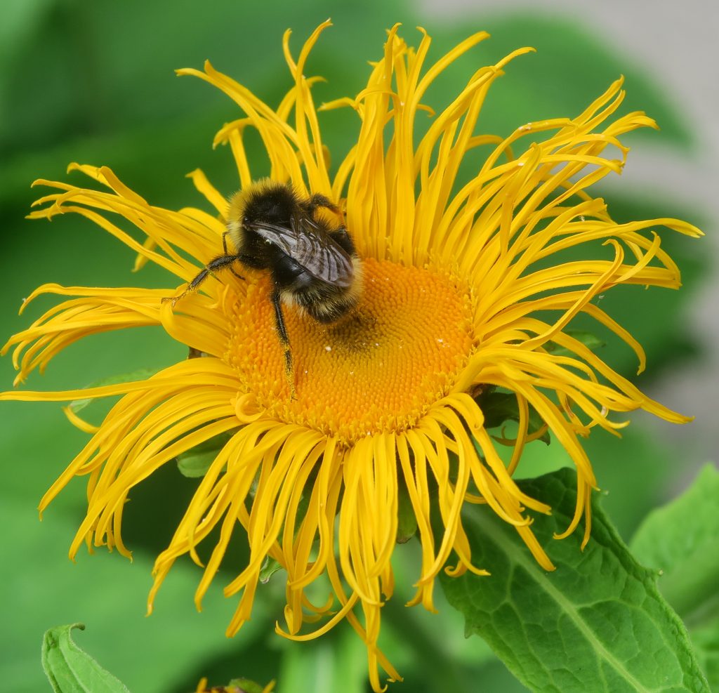 k-mpe-marguerit-blomster