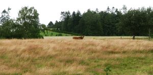 Græs juni 20 Bjerregrav -1 (2)