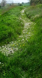 Bellis maj 19 Ærø (1)-1