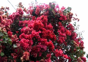 Bougainvillea maj 17 Madeira (1)-1