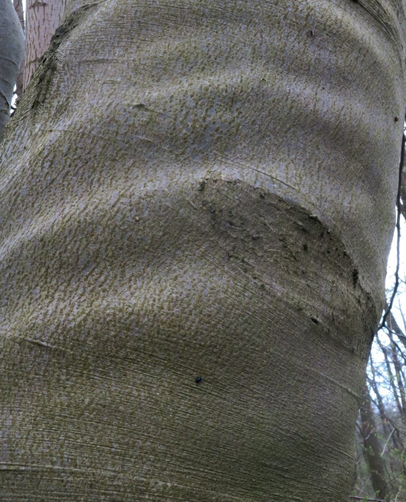 Bark april 16 Silkeborg