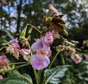 Kæmpe balsamin aug 23 Aarhus (6)-1