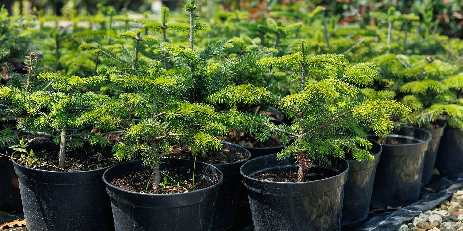 Barrväxter gran i kruka