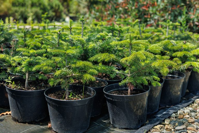 Barrväxter gran i kruka