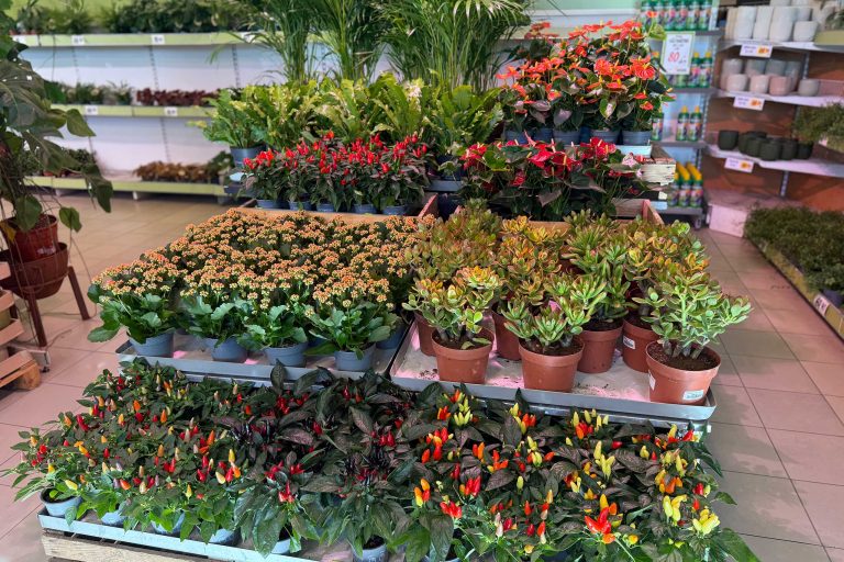 Inomhusblommor höst 2025 Inomhusblommor höst