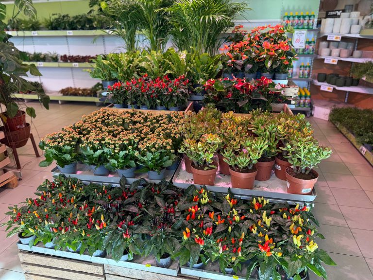 Inomhusblommor höst