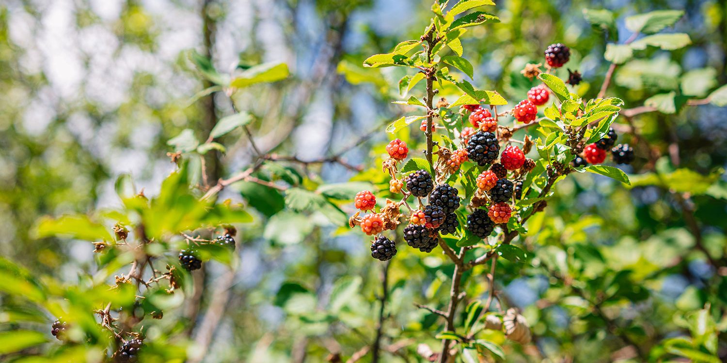 Bärbuskar med björnbär