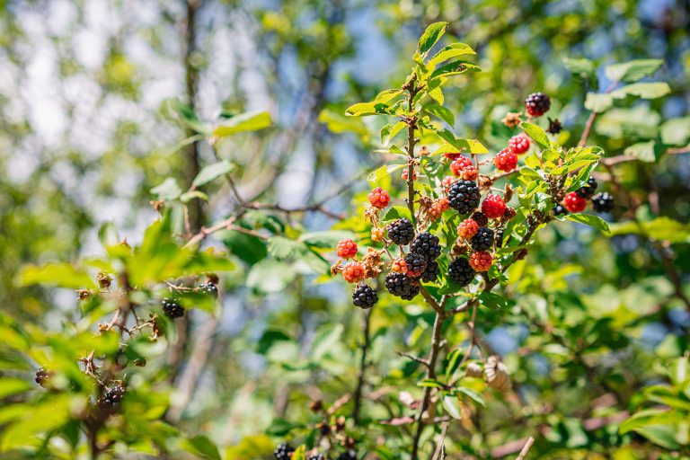 Bärbuskar björnbär Bärbuskar med björnbär
