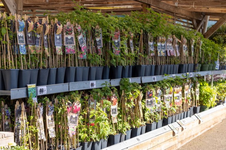 Blomsterjätten_Blandade_växter_utomhus_3_WEBB