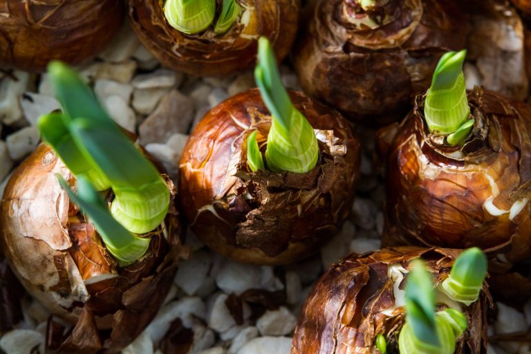 Blomsterlökar Blomsterlökar