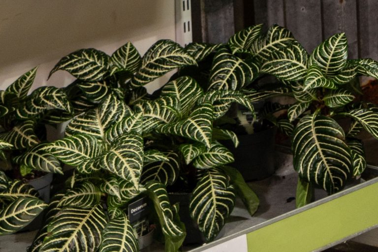 Gronvaxter_vaxter_webb