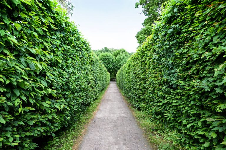 Häckväxter_häck_webb