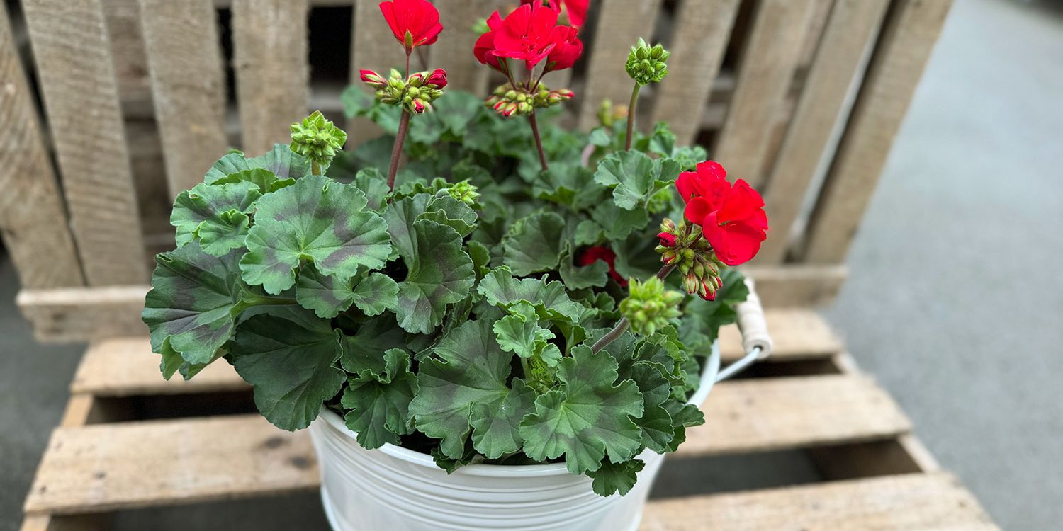 Pelargonier i en kruka