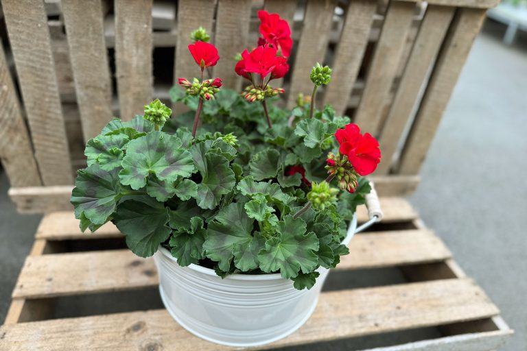 Sommar plantering Pelargonier i en kruka