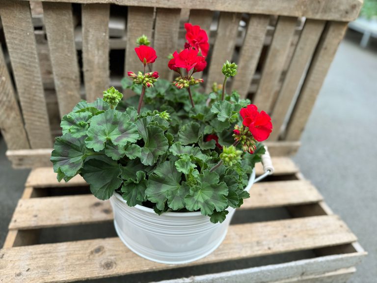 Pelargonier i en kruka