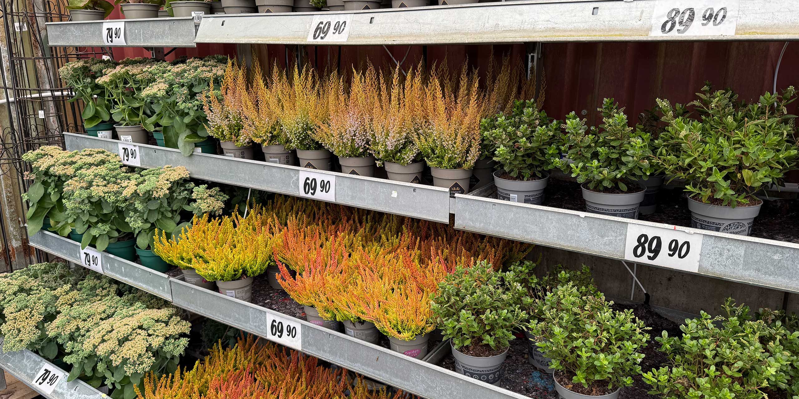 Säsongsväxter höst ljung