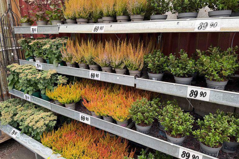 Säsongsväxter höst 2025 Säsongsväxter höst ljung