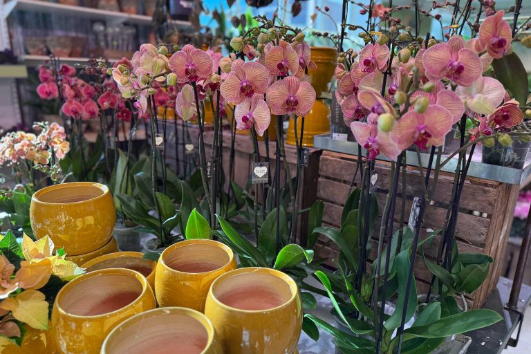 Inomhusblommor höst 2025 Orkideer inomhusblommor