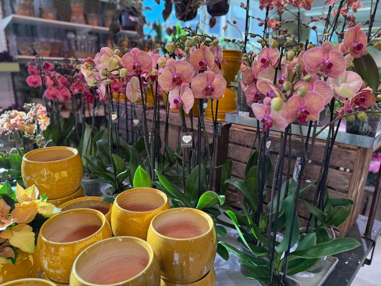 Orkideer inomhusblommor