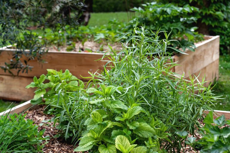 Herbs and vegetables in a country garden in summer