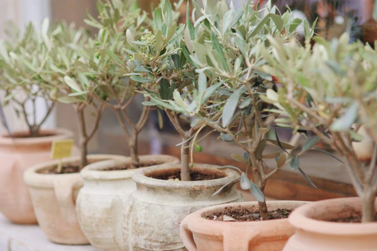 Medelhavsväxter_Olivträd