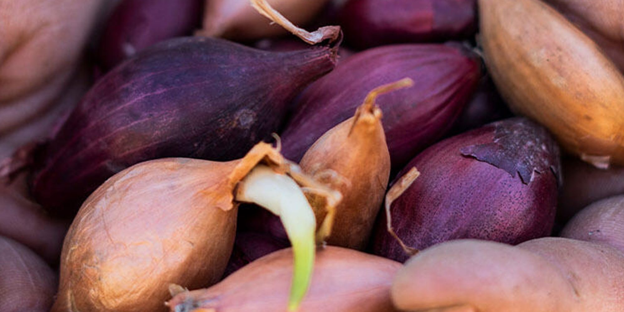 Sättlökar i en persons hand