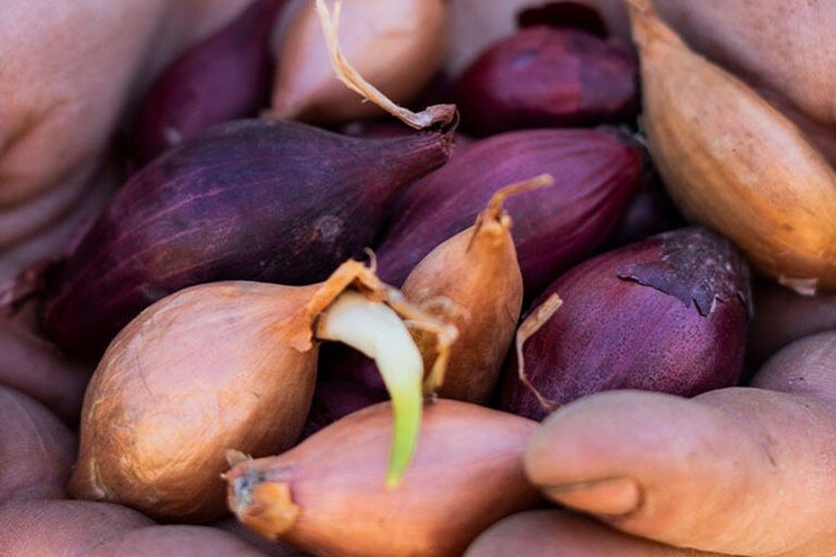 Sättlökar i en persons hand