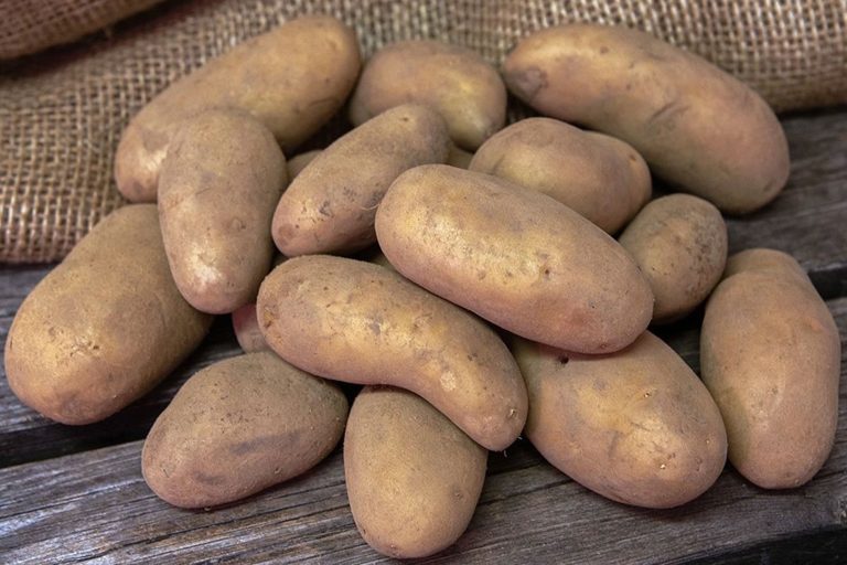 Sättpotatis utlagd på ett bord