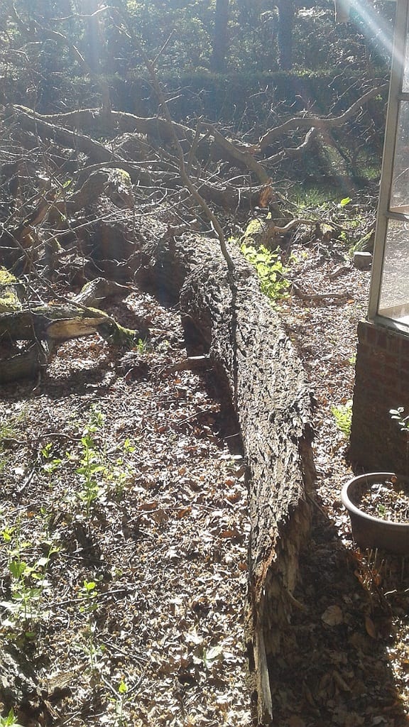 Hier zien we een afgebroken gesteltak die, net na de storm, naast een kleine serre was gevallen. De boom werd aangetast door bruinrot (biefstukzwam) waaronder een spechtengat zat.