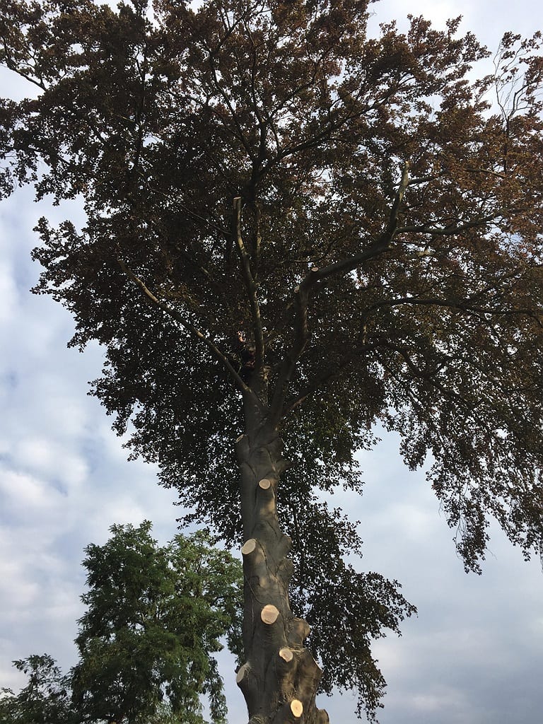 Hier zien we het begin van de ontmanteling van de zieke beuk waarbij al een deel van de gesteltakken werd weggenomen.