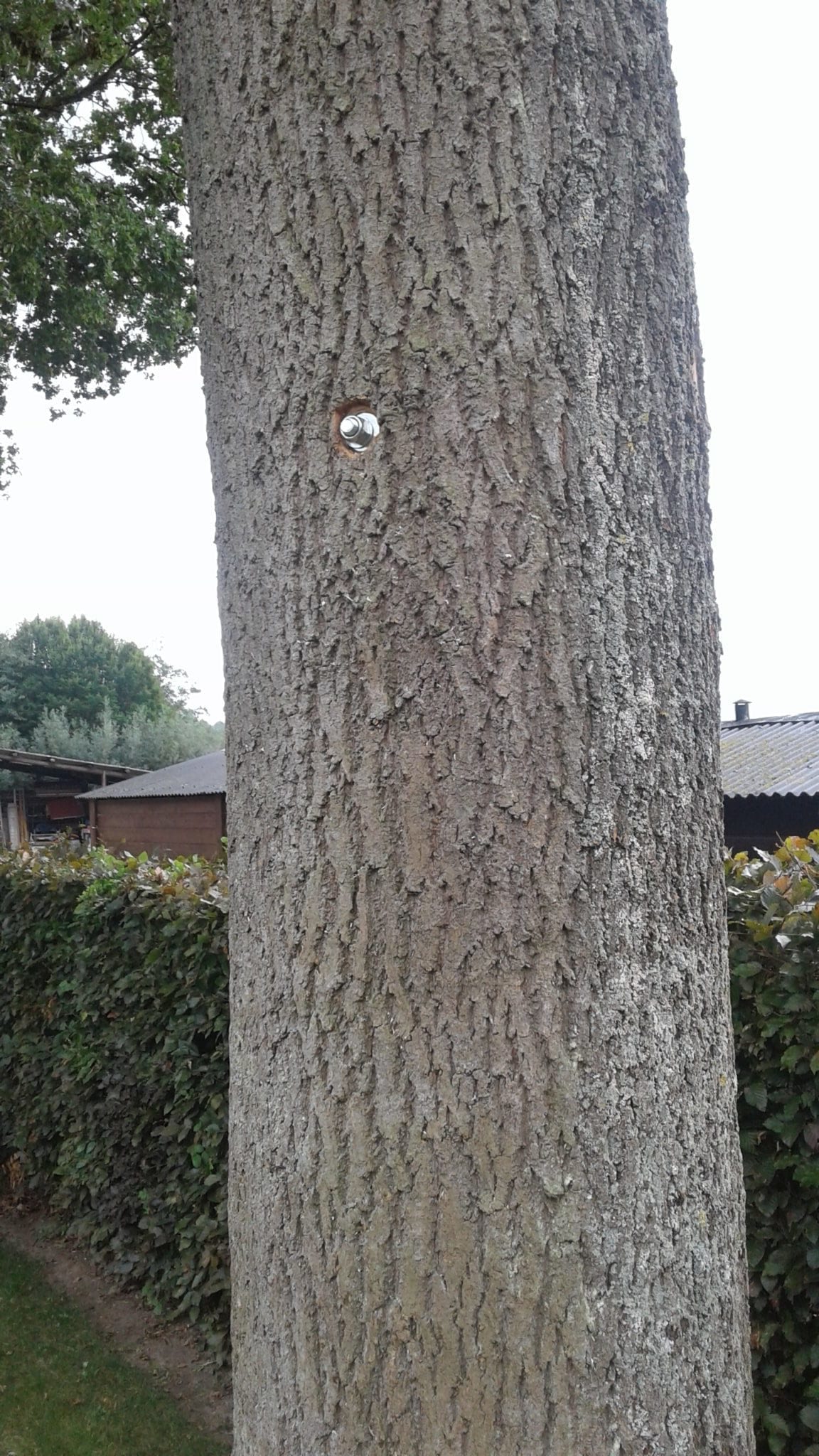 We zien hier de eerste moer en draadstang die door de boom werden geboord om de scheur, veroorzaakt door blikseminslag, opnieuw te stabiliseren en te laten overgroeien met nieuw weefsel.