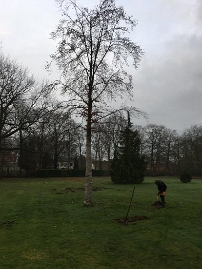 Het vrijmaken van de kroonspiegel van een beuk