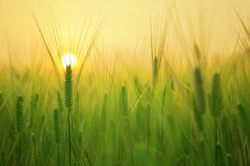 barley field, wheat, agriculture