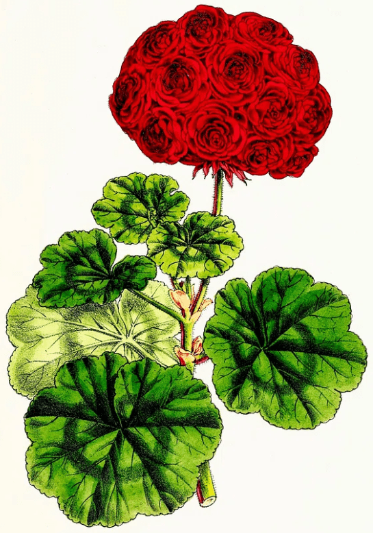 ZONAL (Z) 2 Zonal