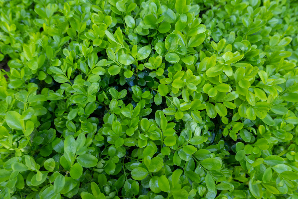 Foto: Adobe Stock