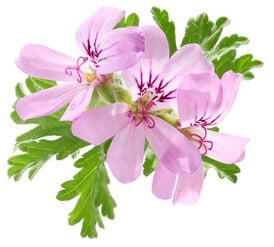SOLVEIGS PELAGONIER 8 Geranium1