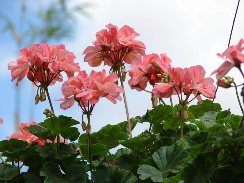 Pelargonier i Brændgaards Have 2 Pelargonie