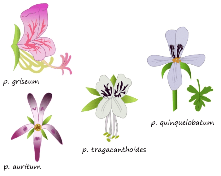 SOLVEIGS PELAGONIER 6 Pelargonium Species