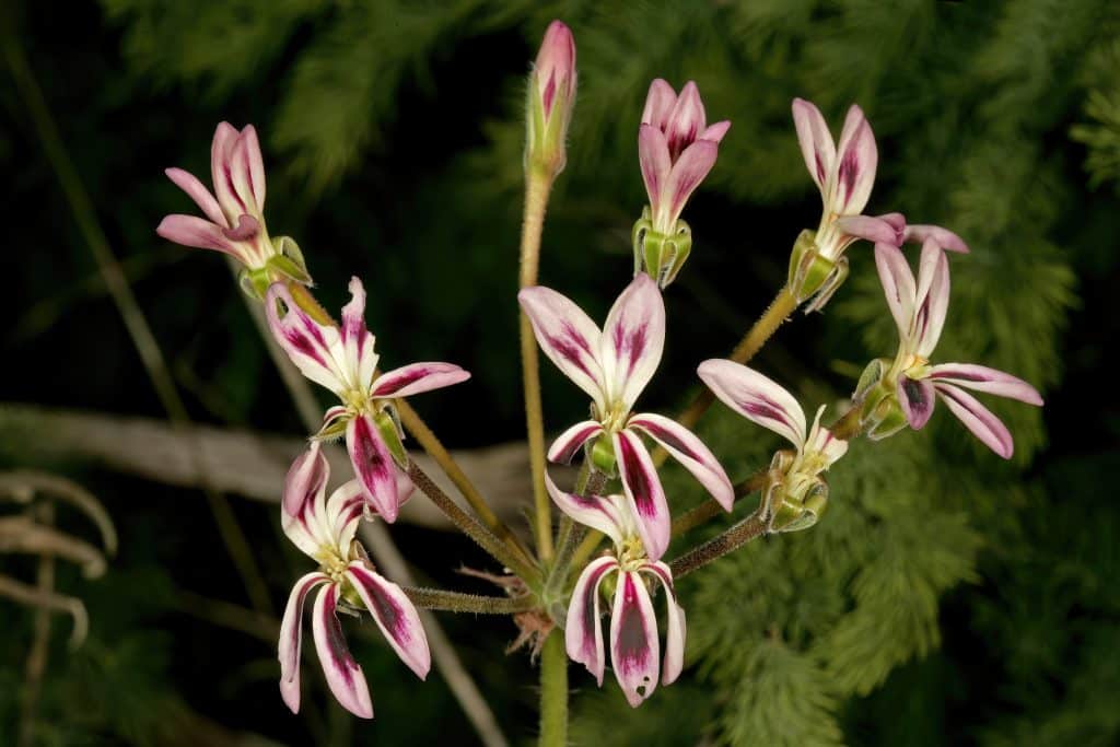 SOLVEIGS PELAGONIER 10 Pelargonium triste Wikimedia