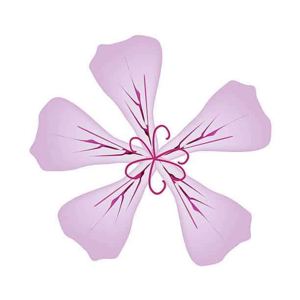 SOLVEIGS PELAGONIER 9 Rose Geranium