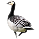 Bramgås genemsigtig