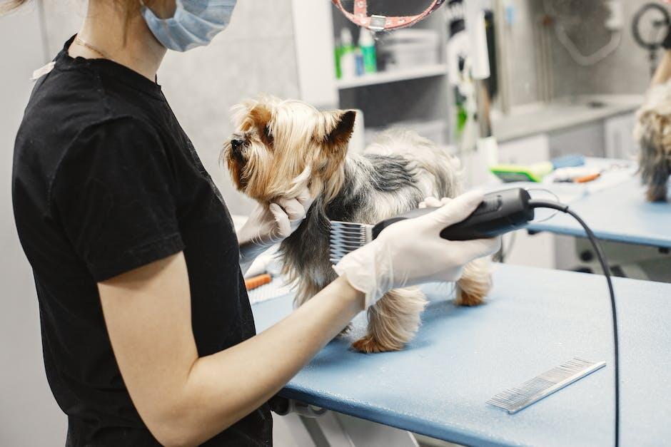 Photo inspiration: Visual Reference: Money Saving Tips For Starting Your Own Dog Grooming Truck
