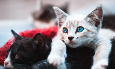 COVID-19: Two Cats Test Positive For Coronavirus Disease