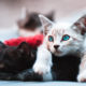 COVID-19: Two Cats Test Positive For Coronavirus Disease