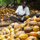 NEXIM Africa Is The Largest Producer of Cocoa in The World Jo Thys