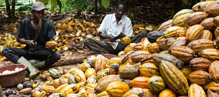 NEXIM Africa Is The Largest Producer of Cocoa in The World Jo Thys