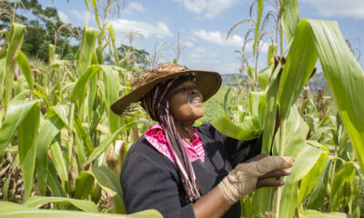 FAO moves to scale up response to Fall Armyworm as pest continues to spread Brandnewsday