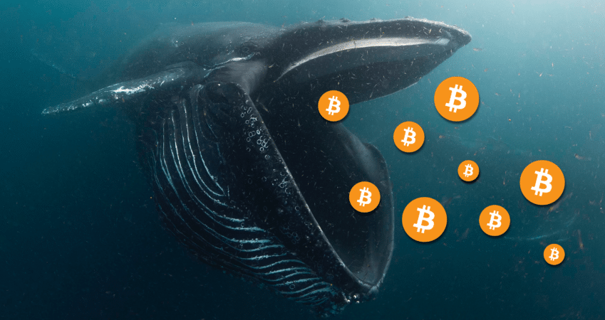 crypto whale tracker, bitcoin whales list, bitcoin whale definition, known bitcoin whales, bitcoin whale chart, whale alert -- telegram, biggest bitcoin whales, bitcoin account, bitcoin dollar, how to get bitcoins, bitcoin app, bitcoin login, bitcoin wallet, bitcoin investment, how to buy bitcoin