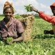 Kebbi State, Anchor Borrower Scheme: Agro Commodity Association Appeal President Buhari To Look Into Pathetic State Of Agro Input Suppliers, As CBN, Commercial Banks Denied Payment